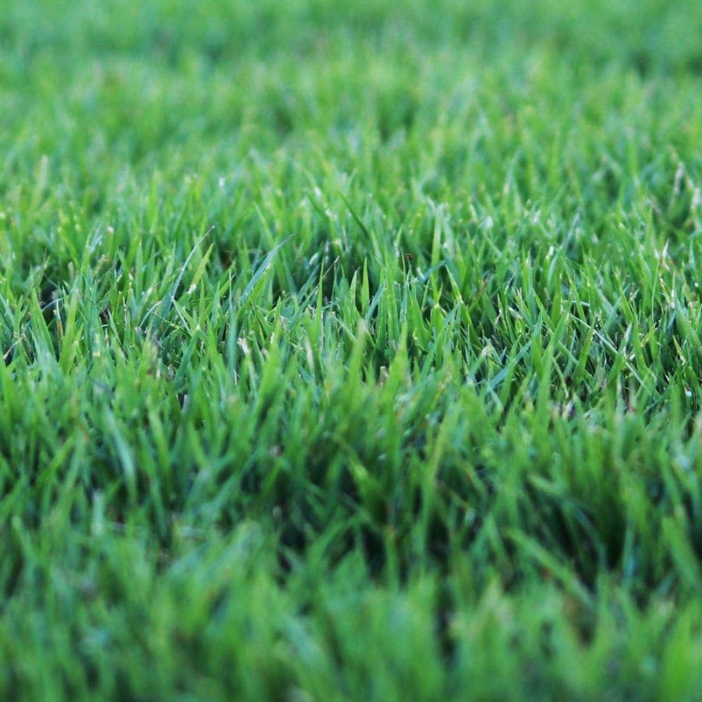Zoysia Zeon