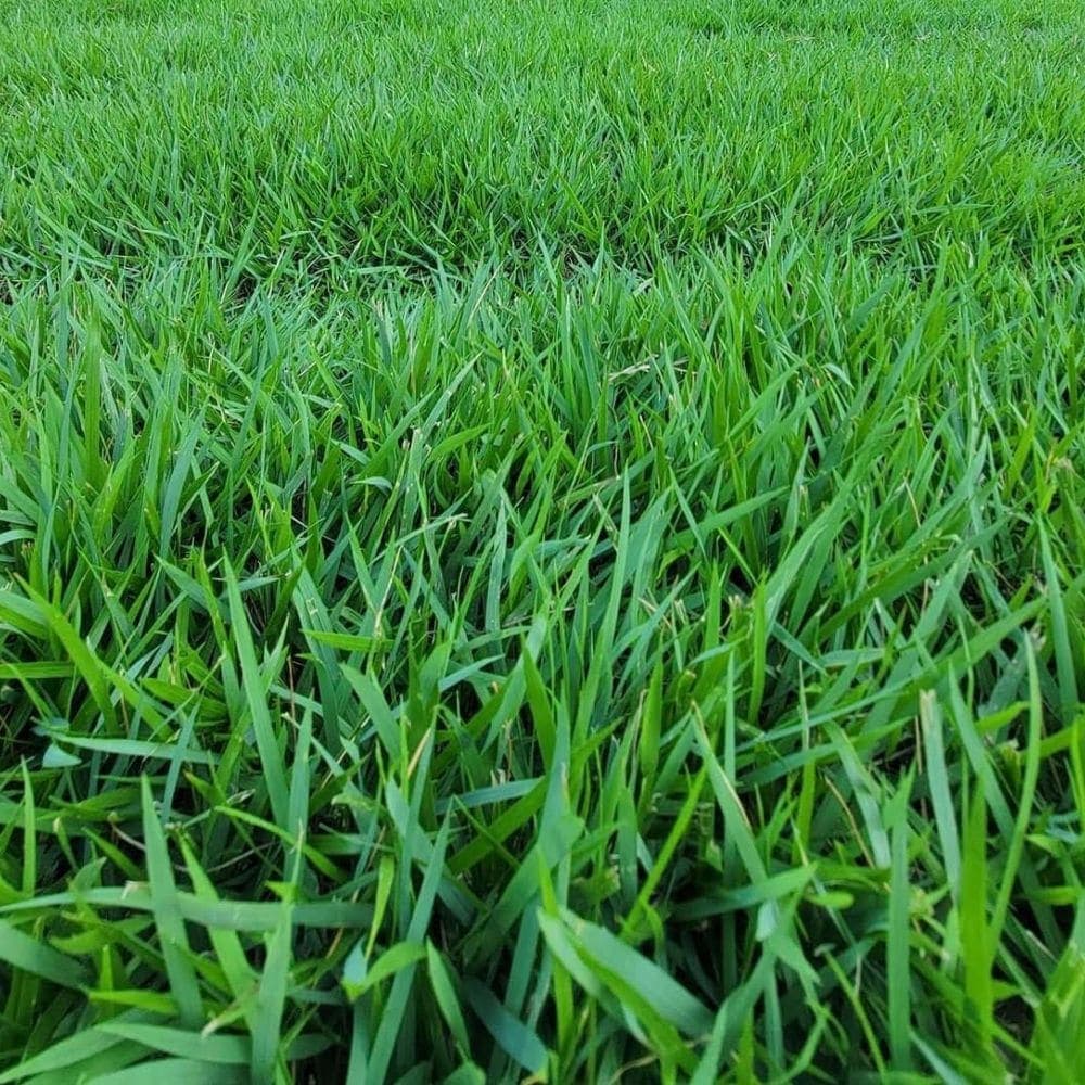 Zoysia Palisades